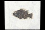 Fossil Fish (Cockerellites) - Green River Formation #179214-1